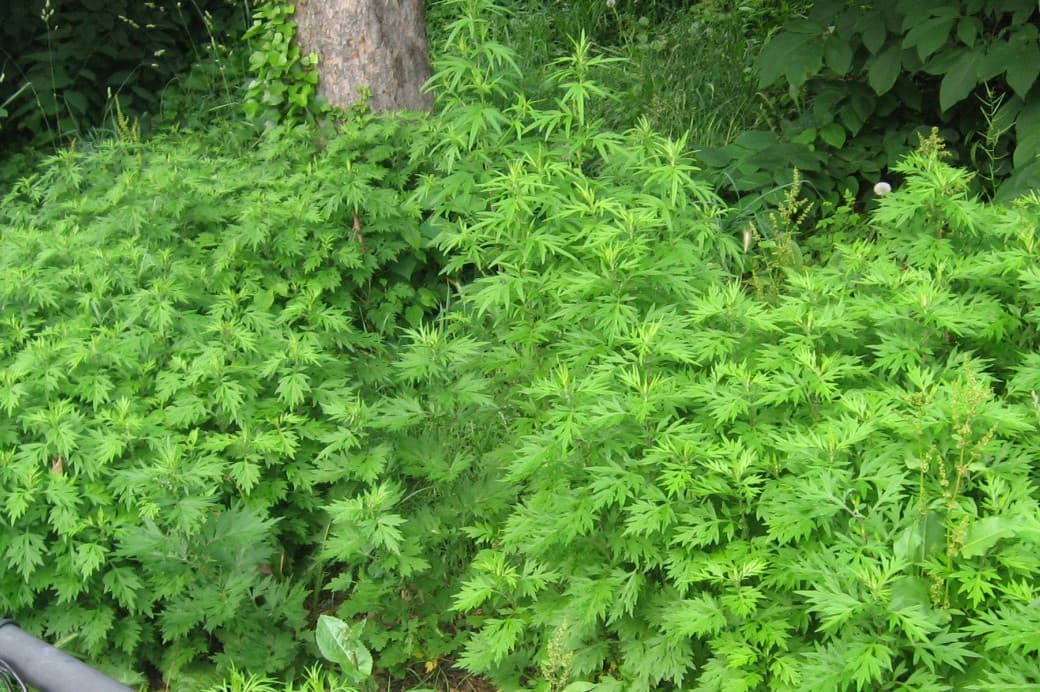 Mugwort — Herbs illustration