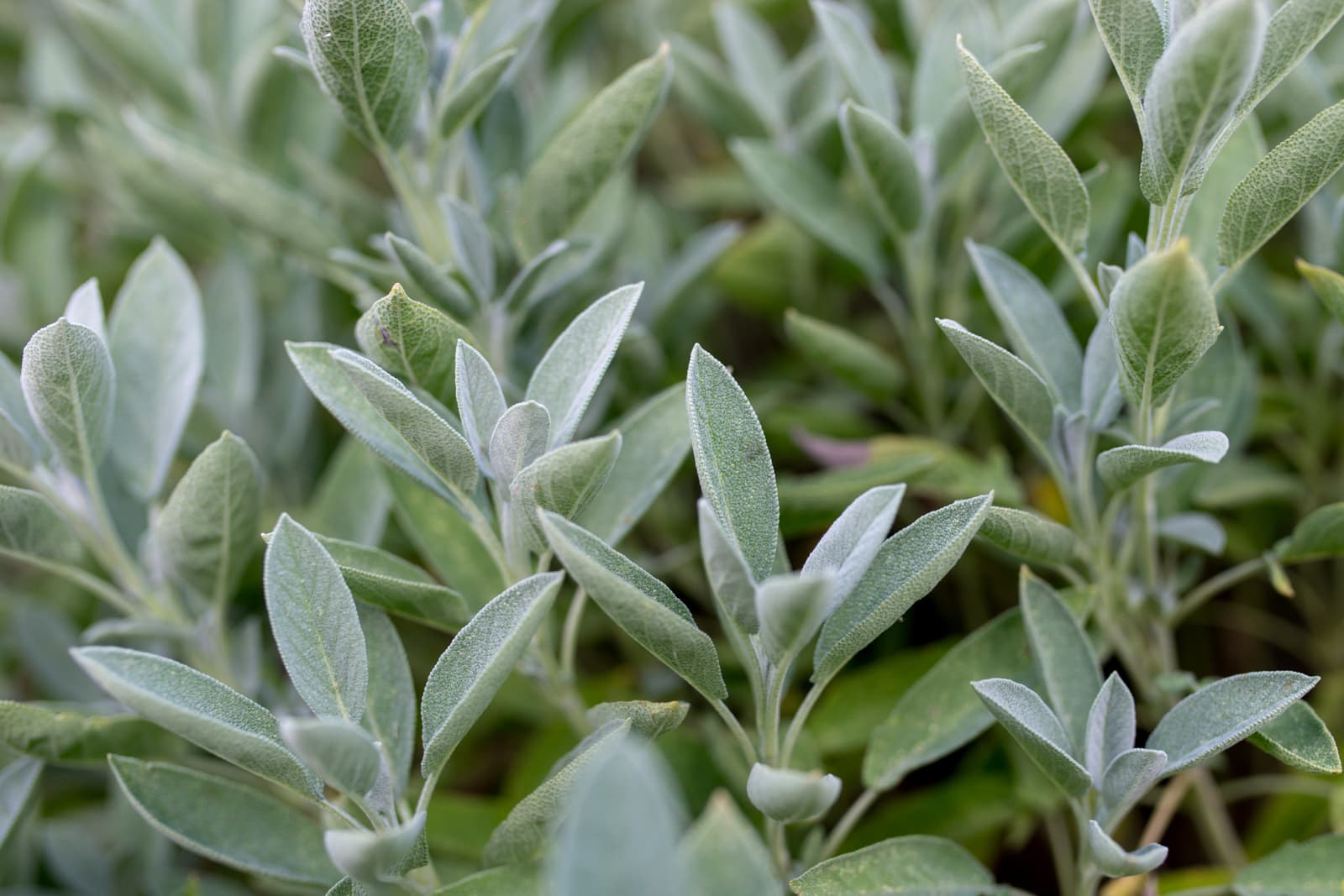 Sage — Herbs illustration