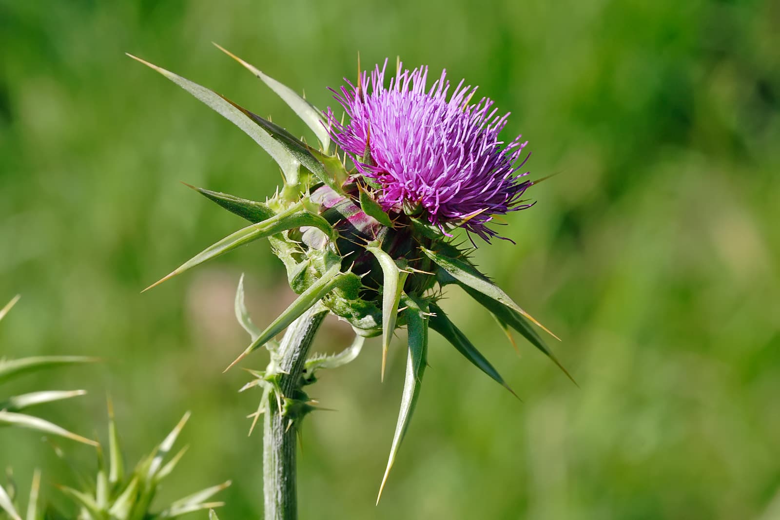 Thistle — Herbs illustration