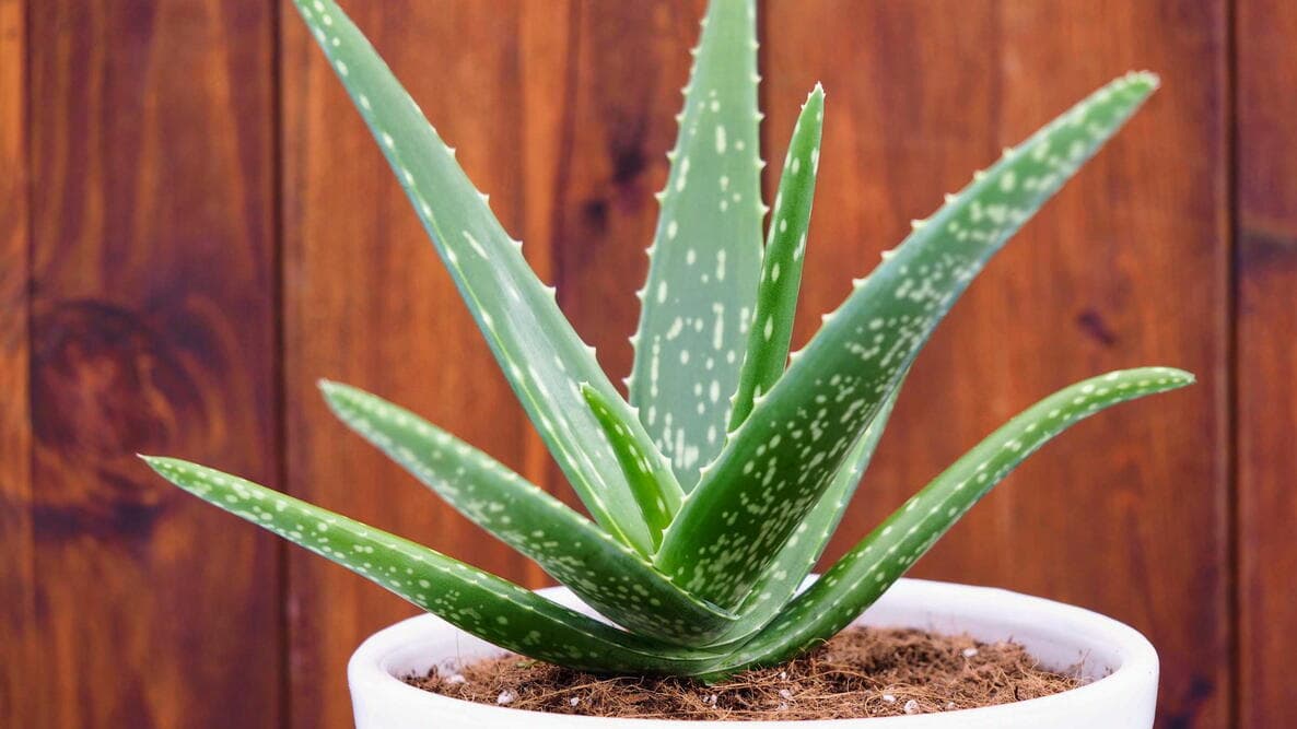 Aloe — Herbs illustration