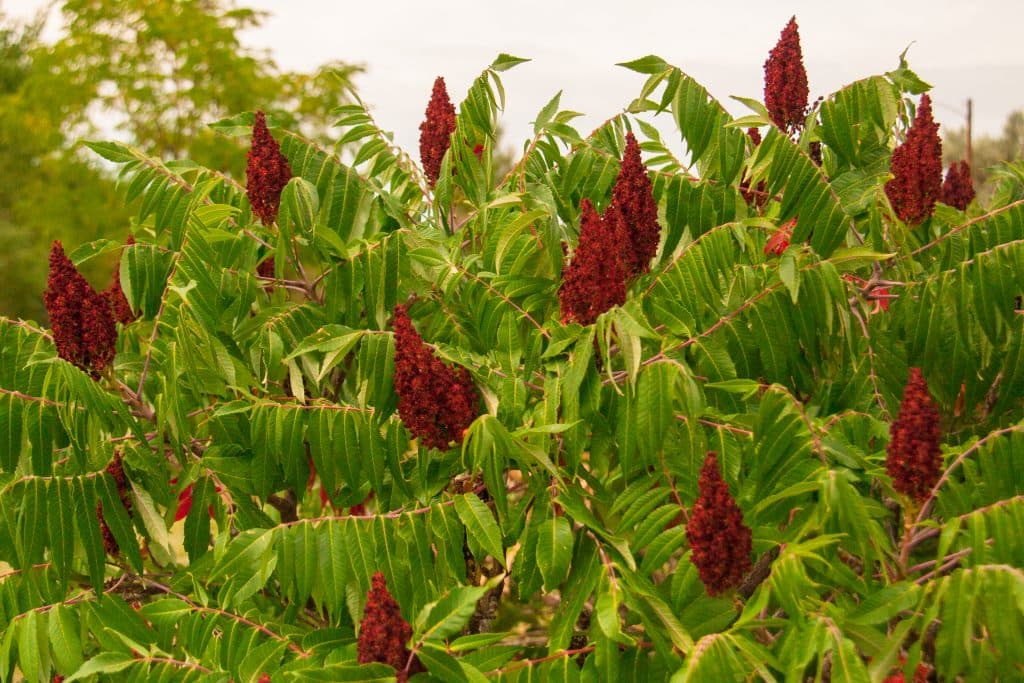 Sumac — Herbs illustration