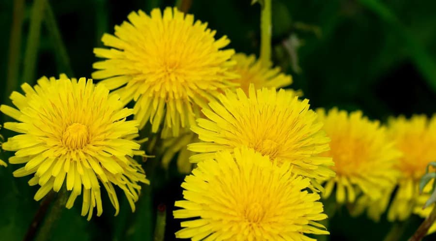Dandelion — Herbs illustration