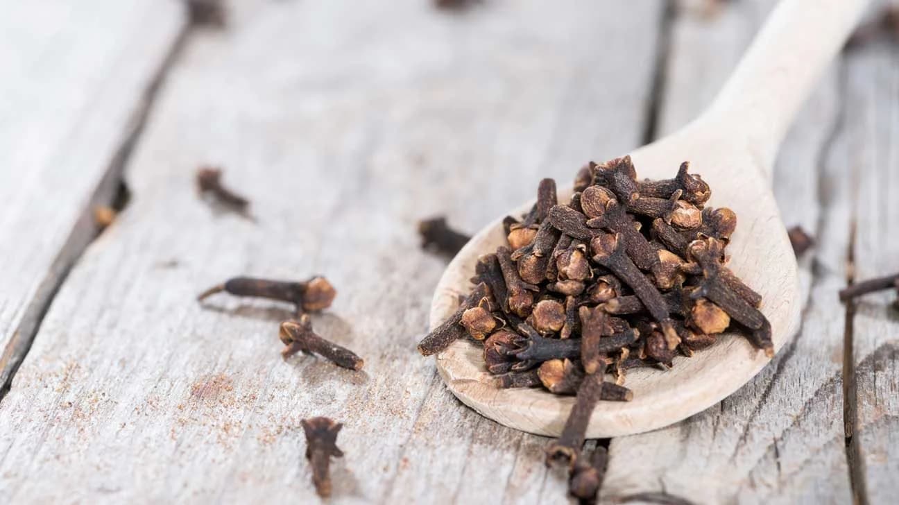 Clove — Herbs illustration