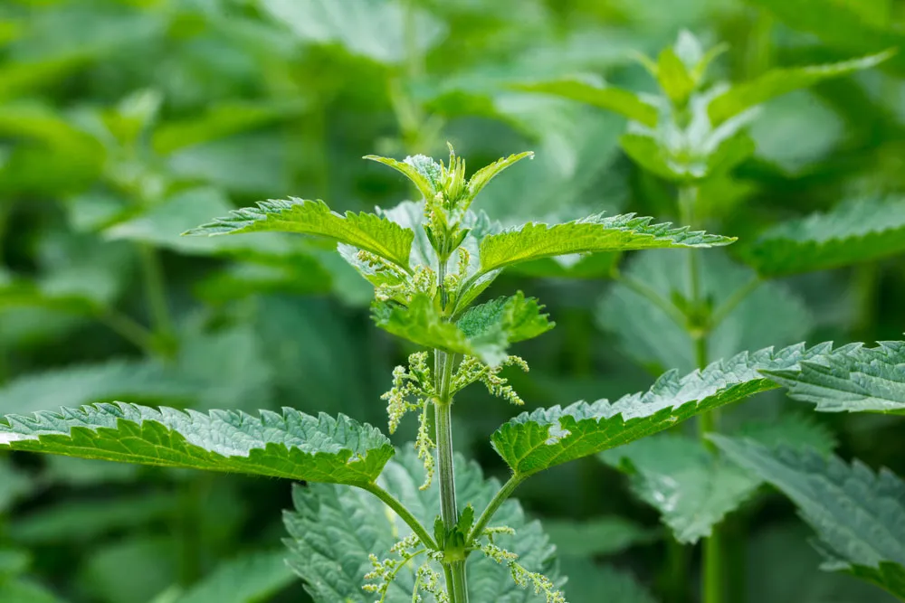 Nettle — Herbs illustration