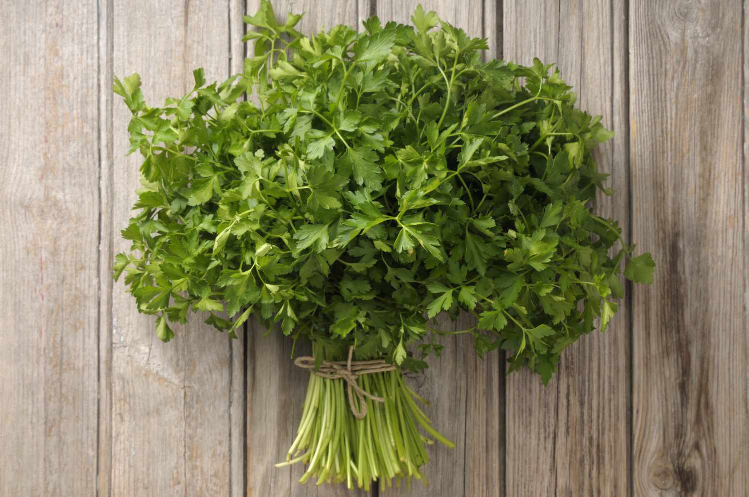 Parsley — Herbs illustration