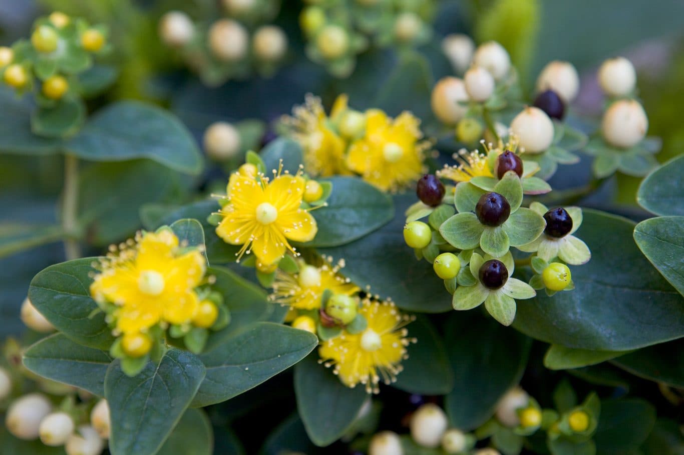 St. John's Wort — Herbs illustration