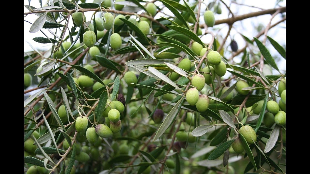Olive — Herbs illustration