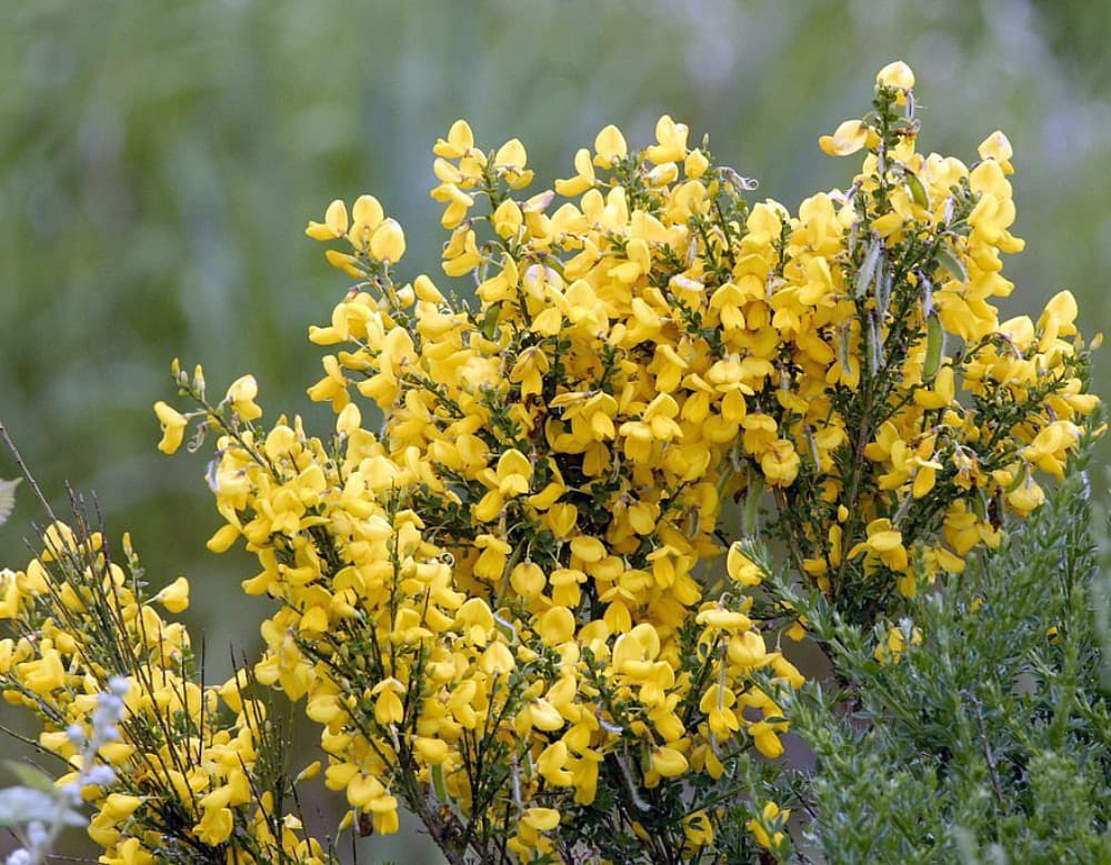 Broom — Herbs illustration