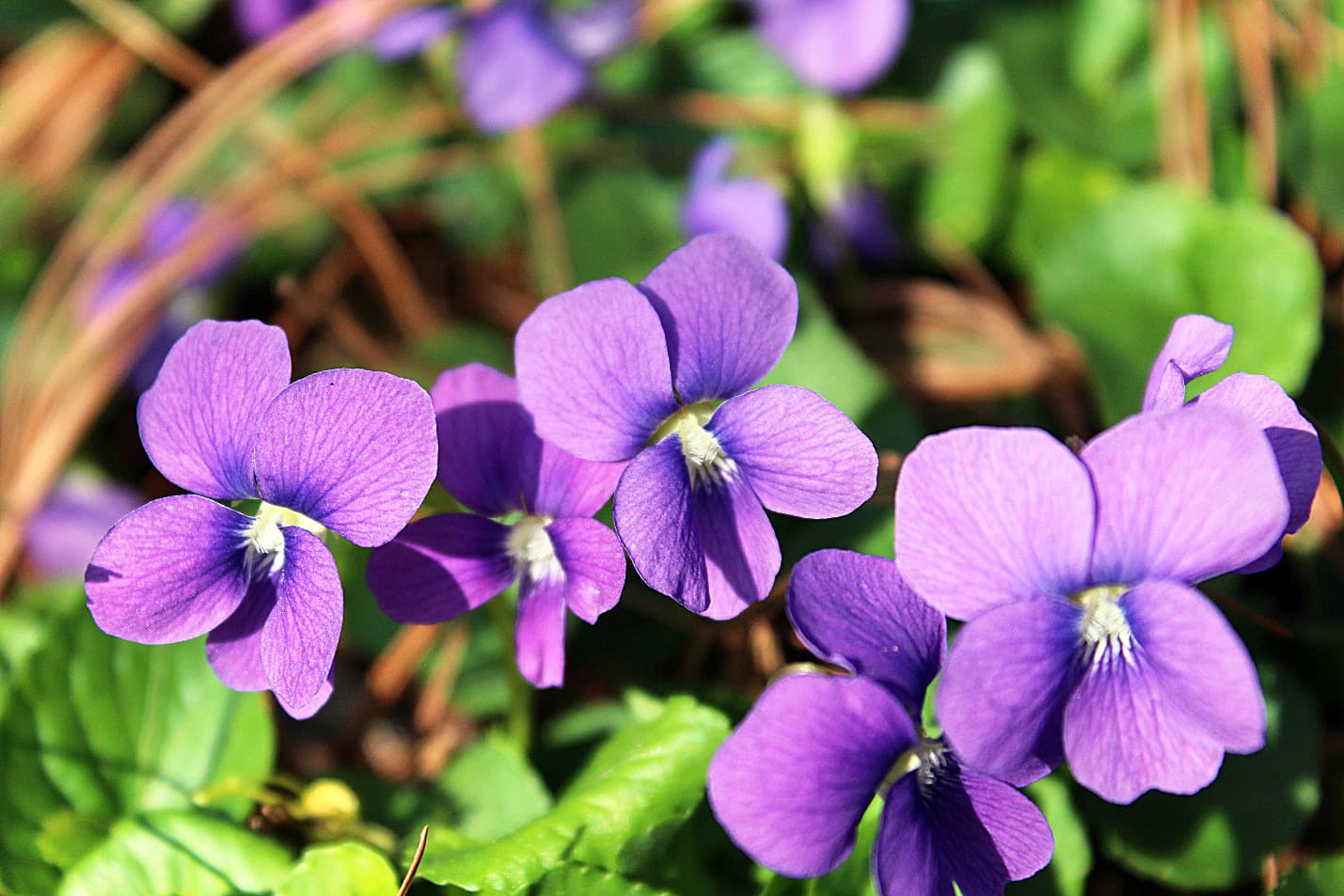 Violet — Herbs illustration