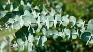 Eucalyptus — Herbs illustration