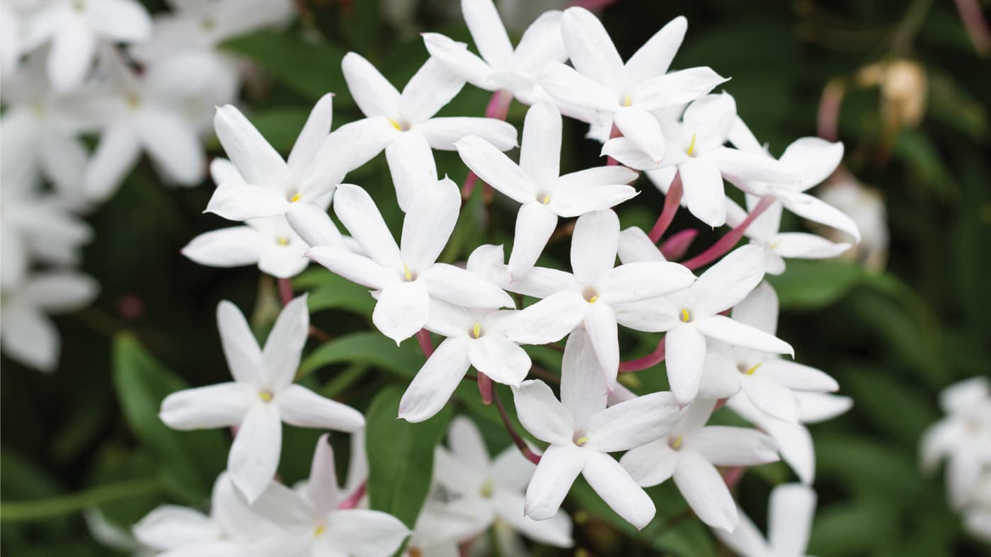 Jasmine — Herbs illustration