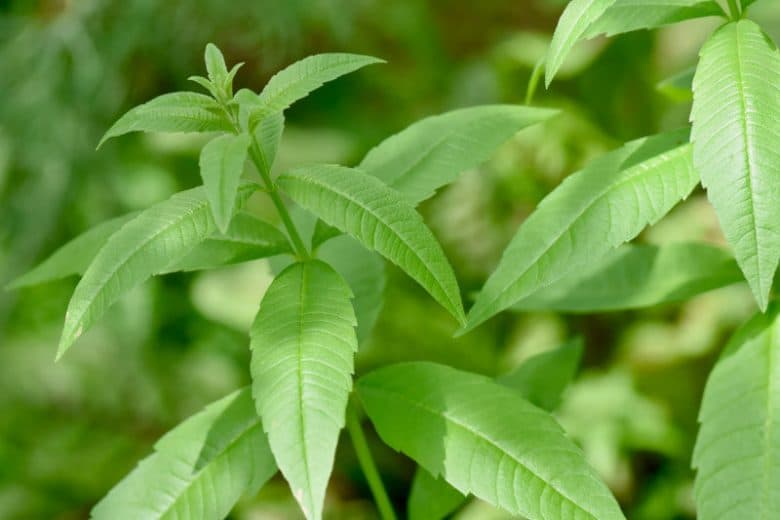 Lemon Verbena — Herbs illustration