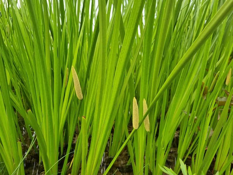 Calamus — Herbs illustration