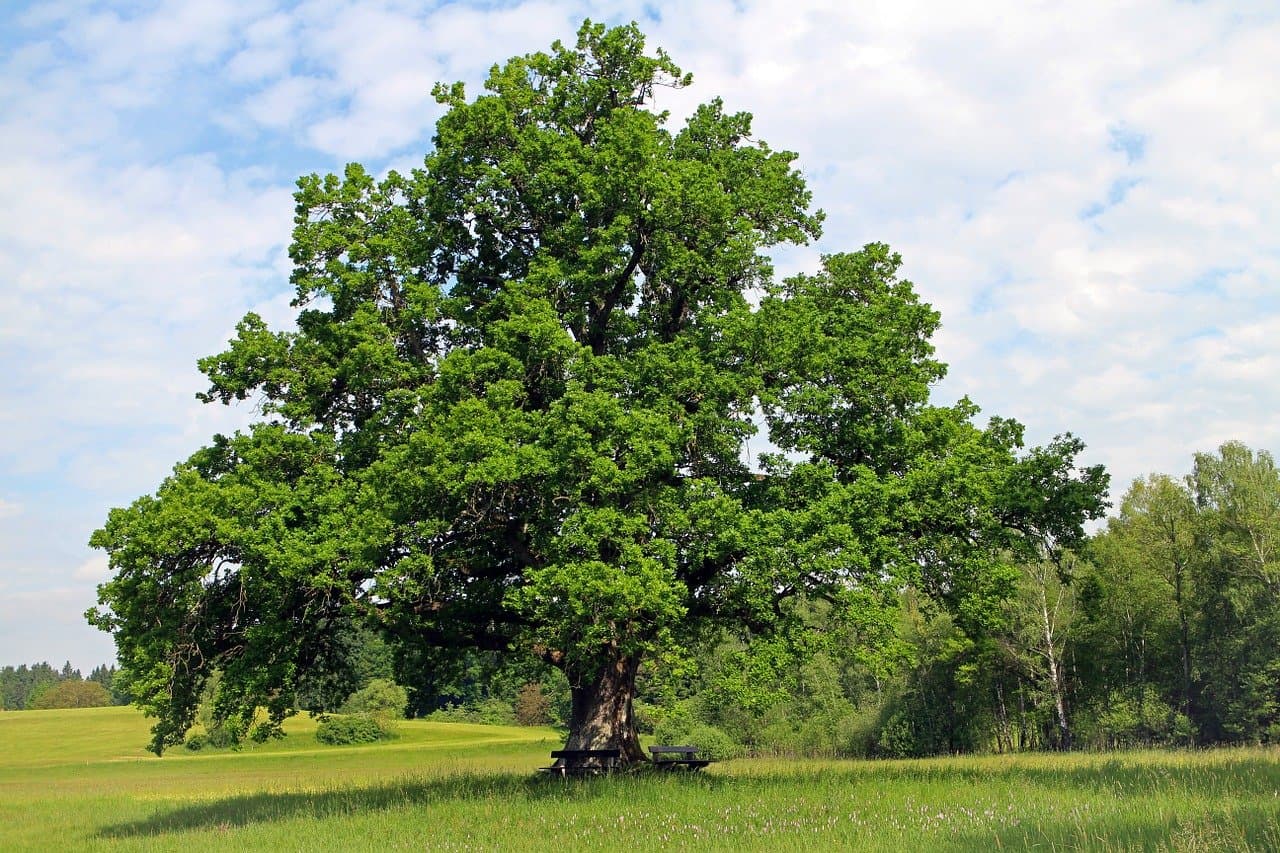 Oak — Herbs illustration