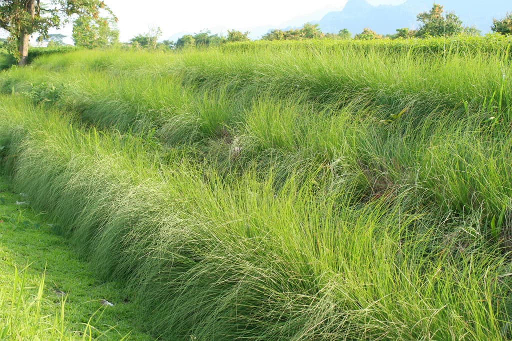 Vetiver — Herbs illustration