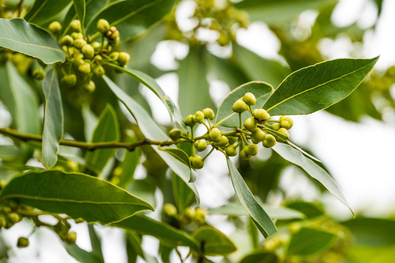 Bay Laurel — Herbs illustration