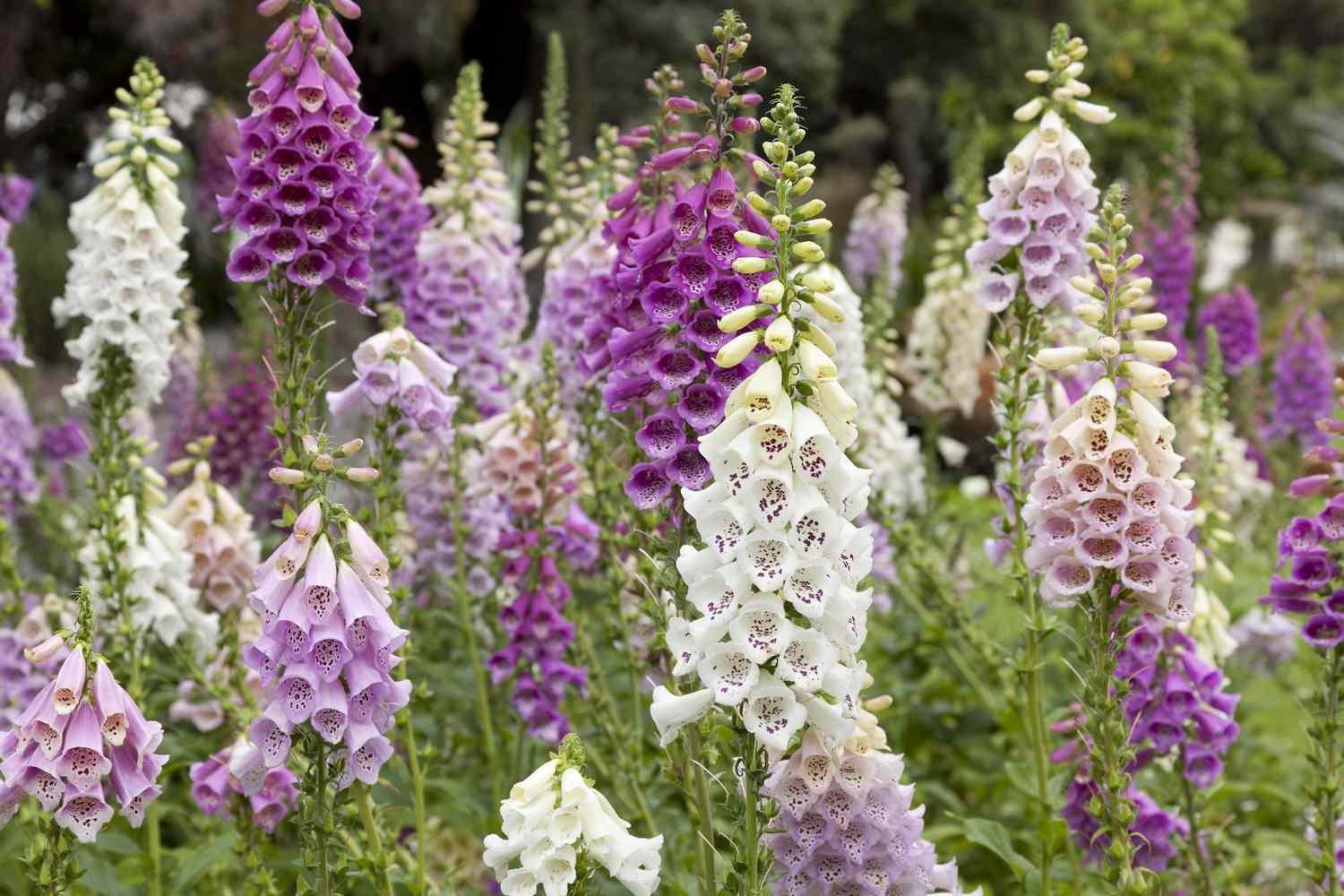 Foxglove — Herbs illustration