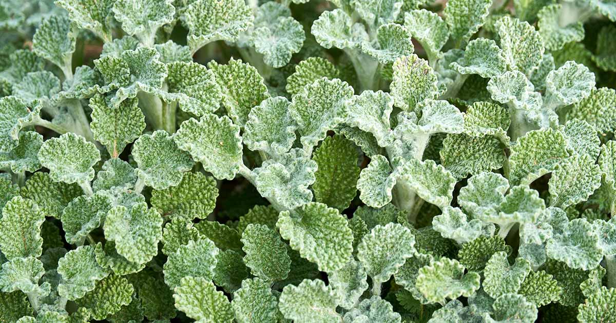 Horehound — Herbs illustration