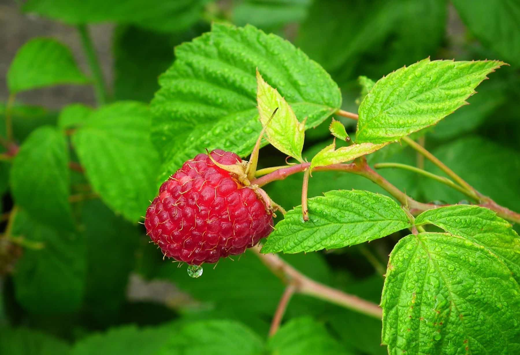 Raspberry Leaf — Herbs illustration
