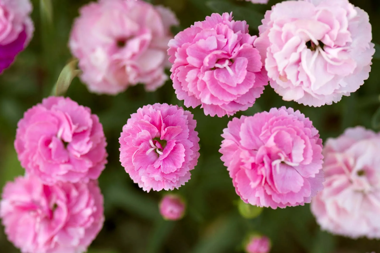 Carnation — Herbs illustration