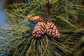 Pine — Herbs illustration