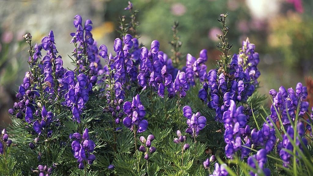 Aconite — Herbs illustration