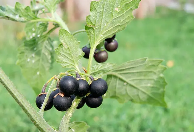 Belladonna — Herbs illustration
