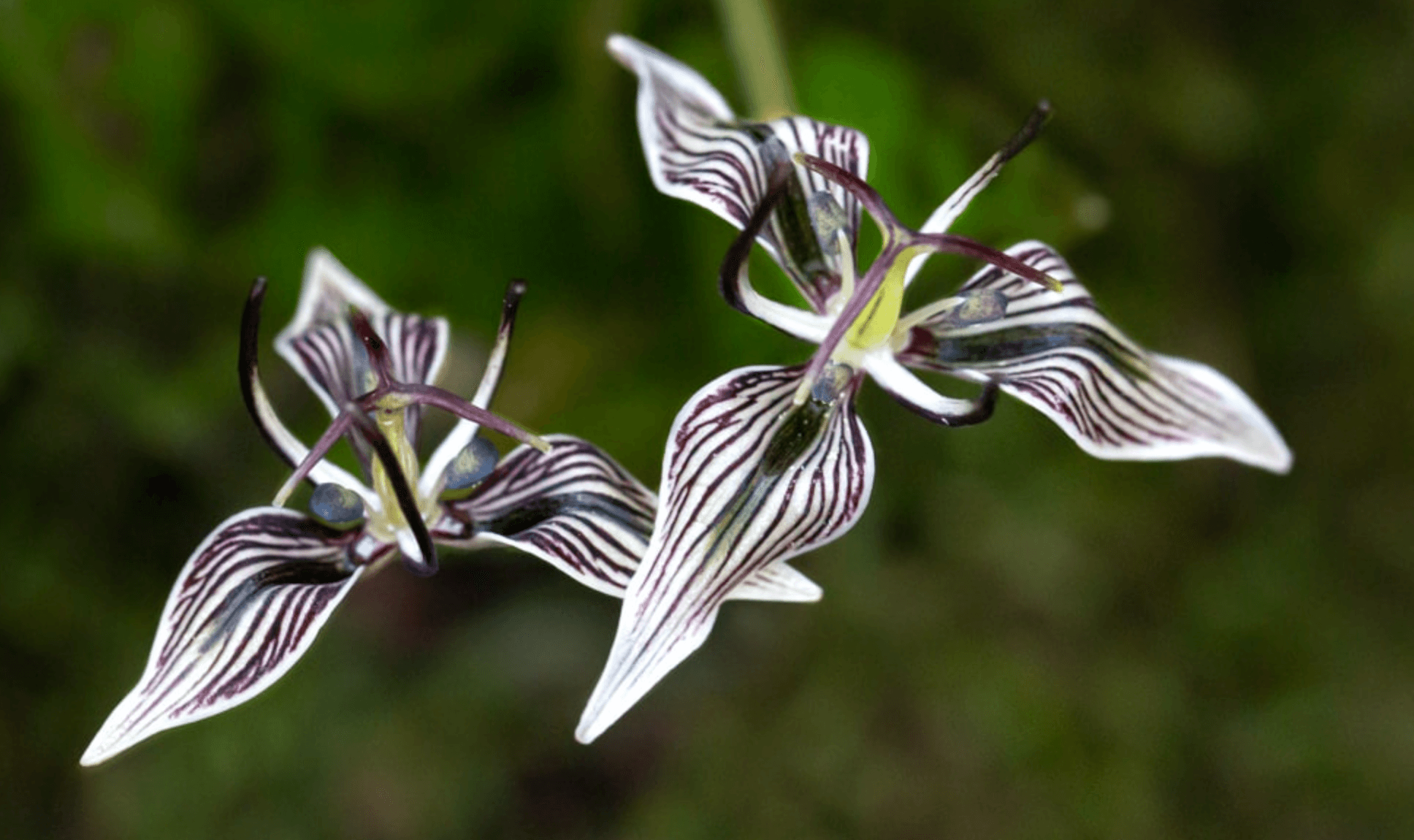 Adder’s Tongue — Herbs illustration