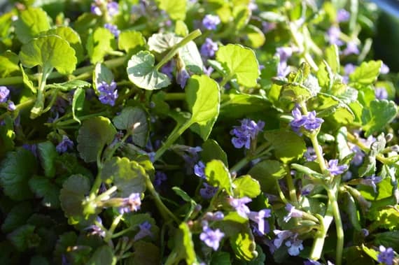 Alehoof — Herbs illustration