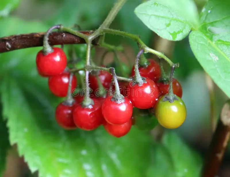 Amara Dulcis — Herbs illustration