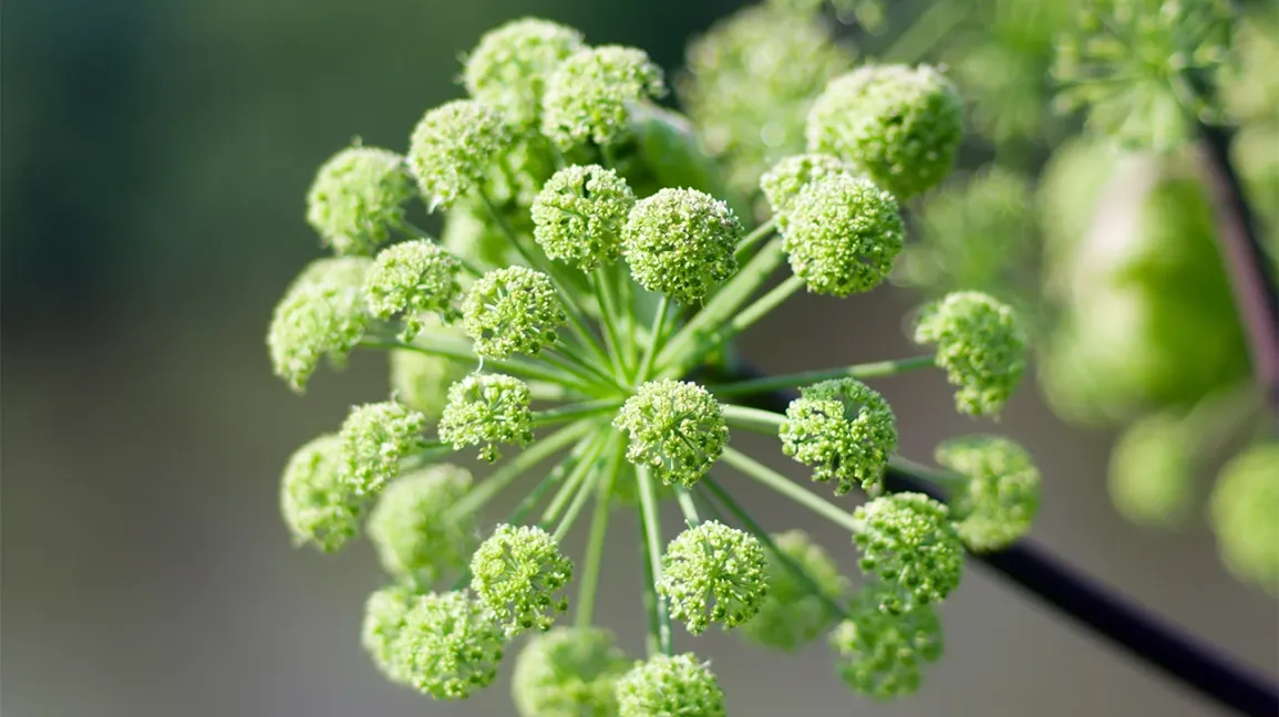 Angelica — Herbs illustration