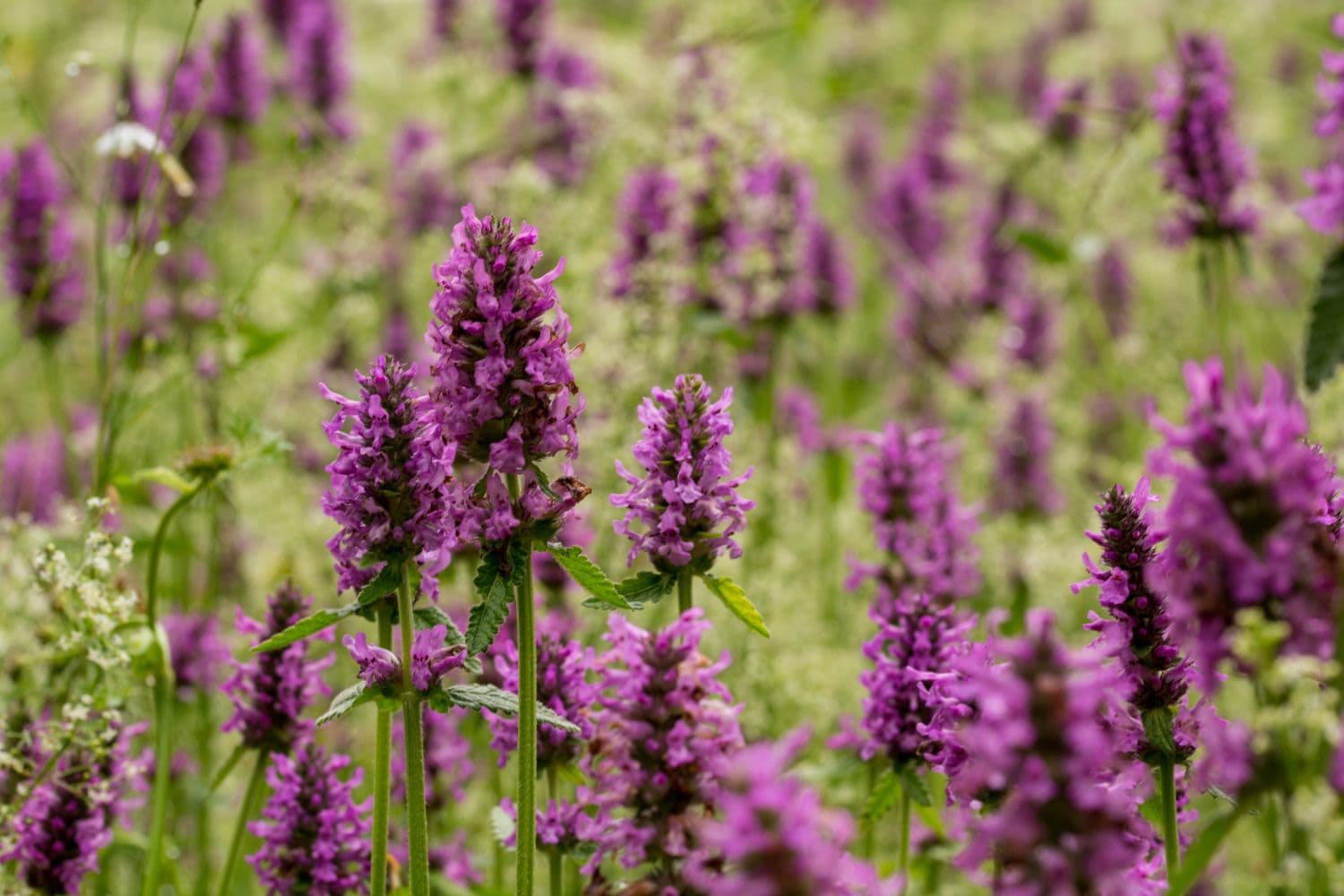 Betony — Herbs illustration