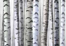 Birch Tree — Herbs illustration