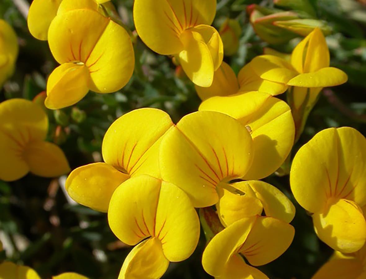 Bird’s Foot — Herbs illustration