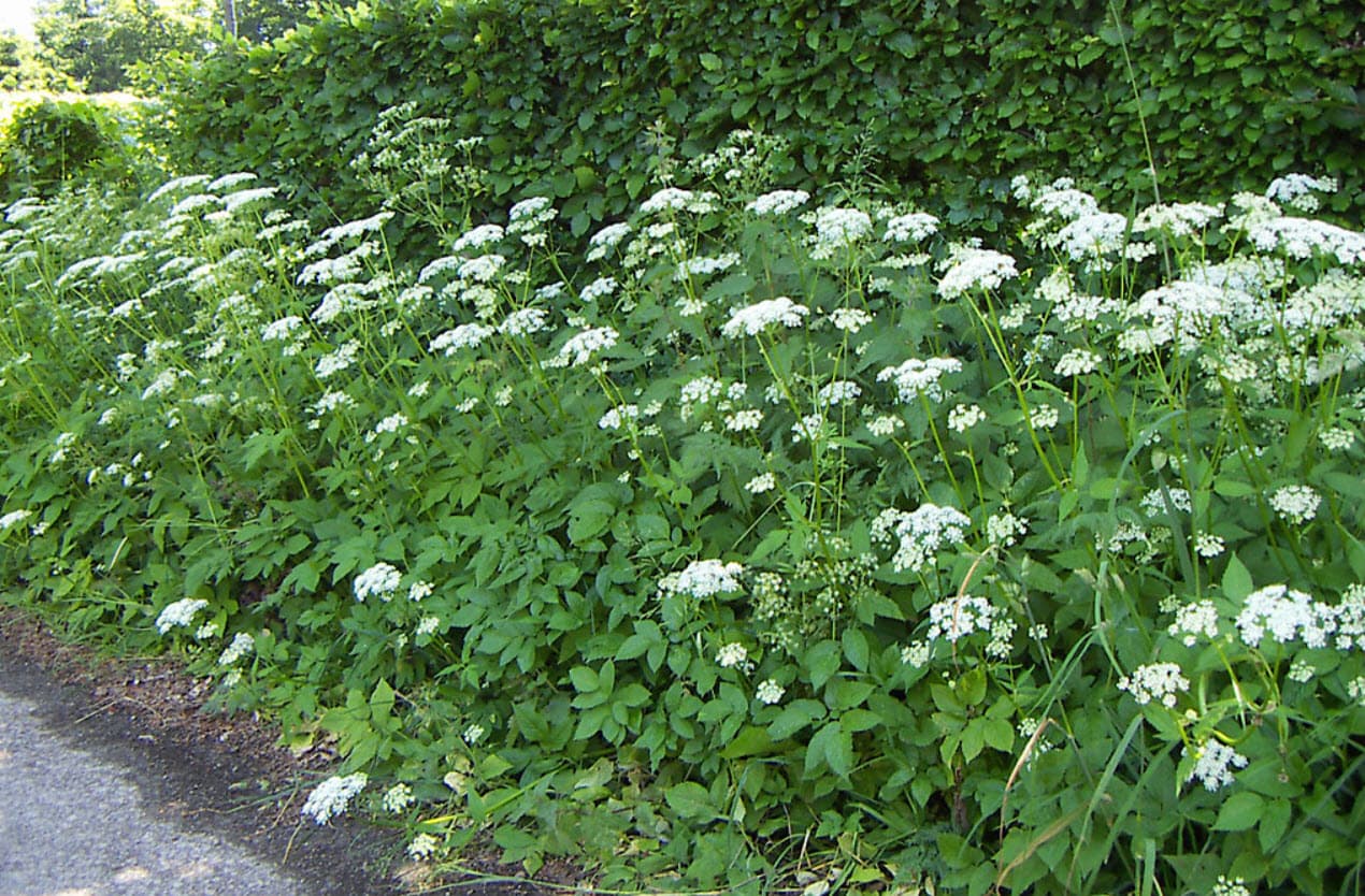 Bishop’s Weed — Herbs illustration