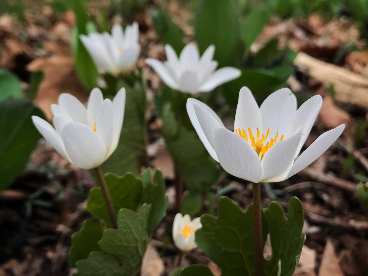 Bloodroot — Herbs illustration