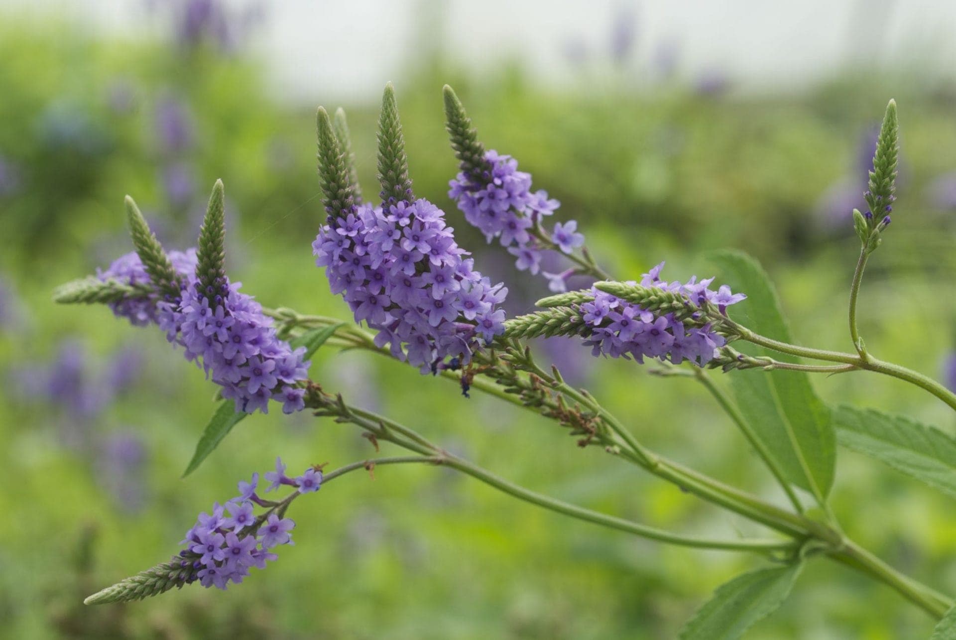 Blue Vervain — Herbs illustration