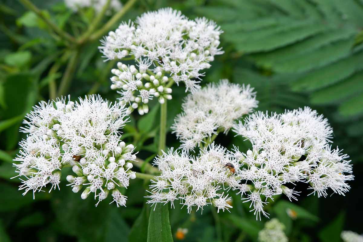 Boneset — Herbs illustration