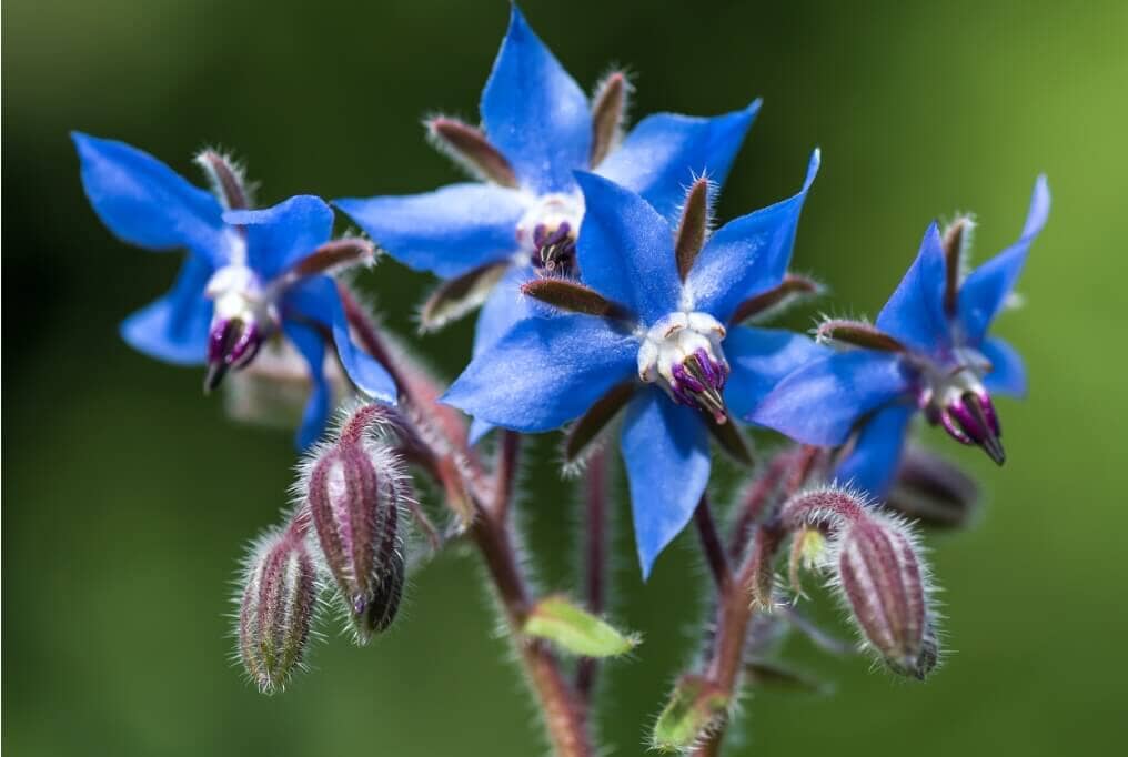 Borage — Herbs illustration