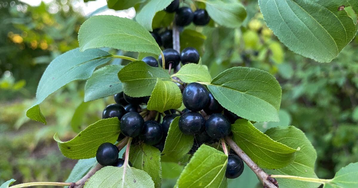 Buckthorn — Herbs illustration