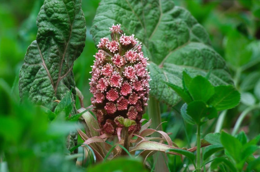 Butterbur — Herbs illustration