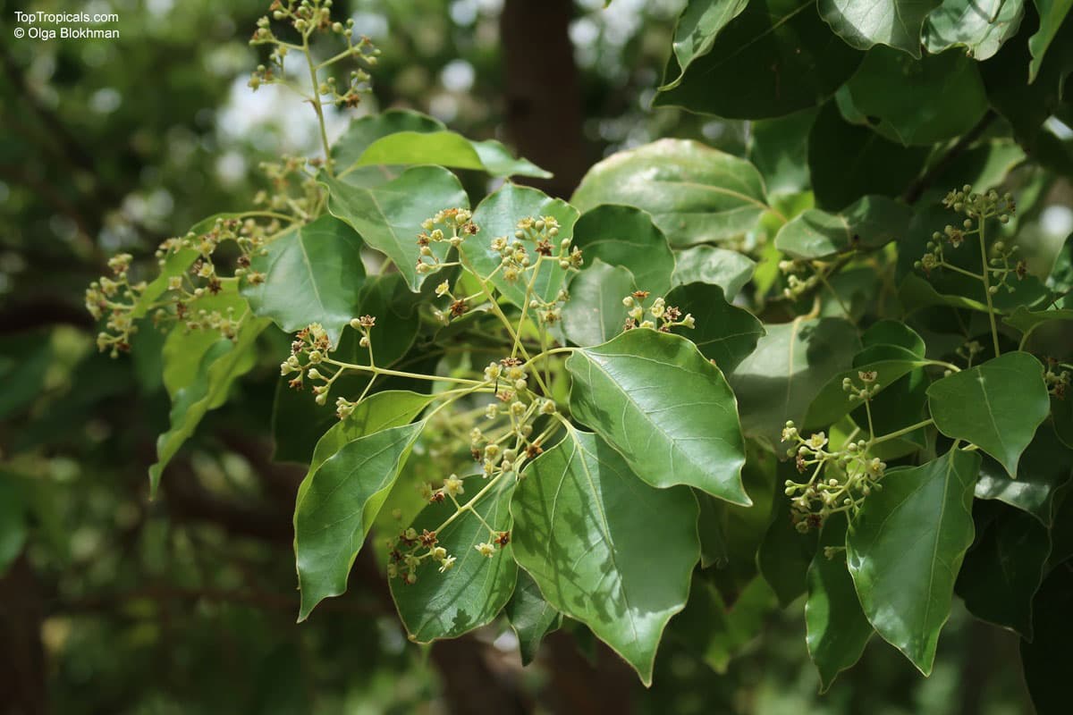 Camphor — Herbs illustration