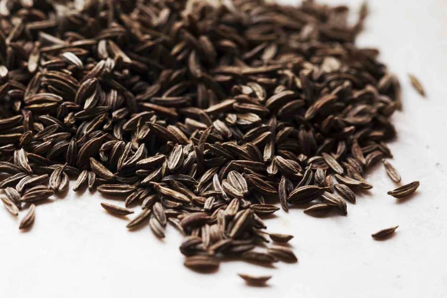 Caraway — Herbs illustration