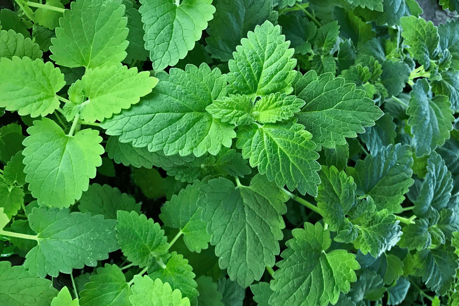 Catnip — Herbs illustration