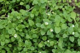 Chickweed — Herbs illustration