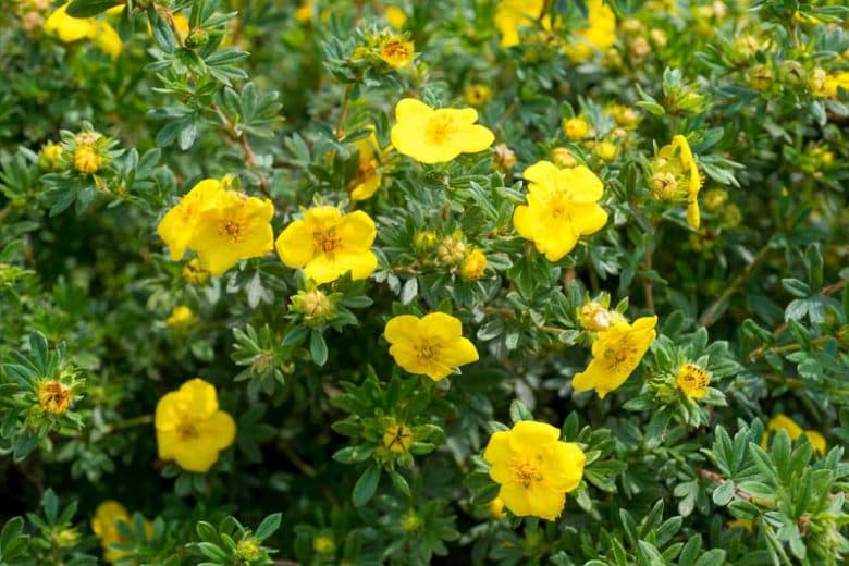 Cinquefoil — Herbs illustration