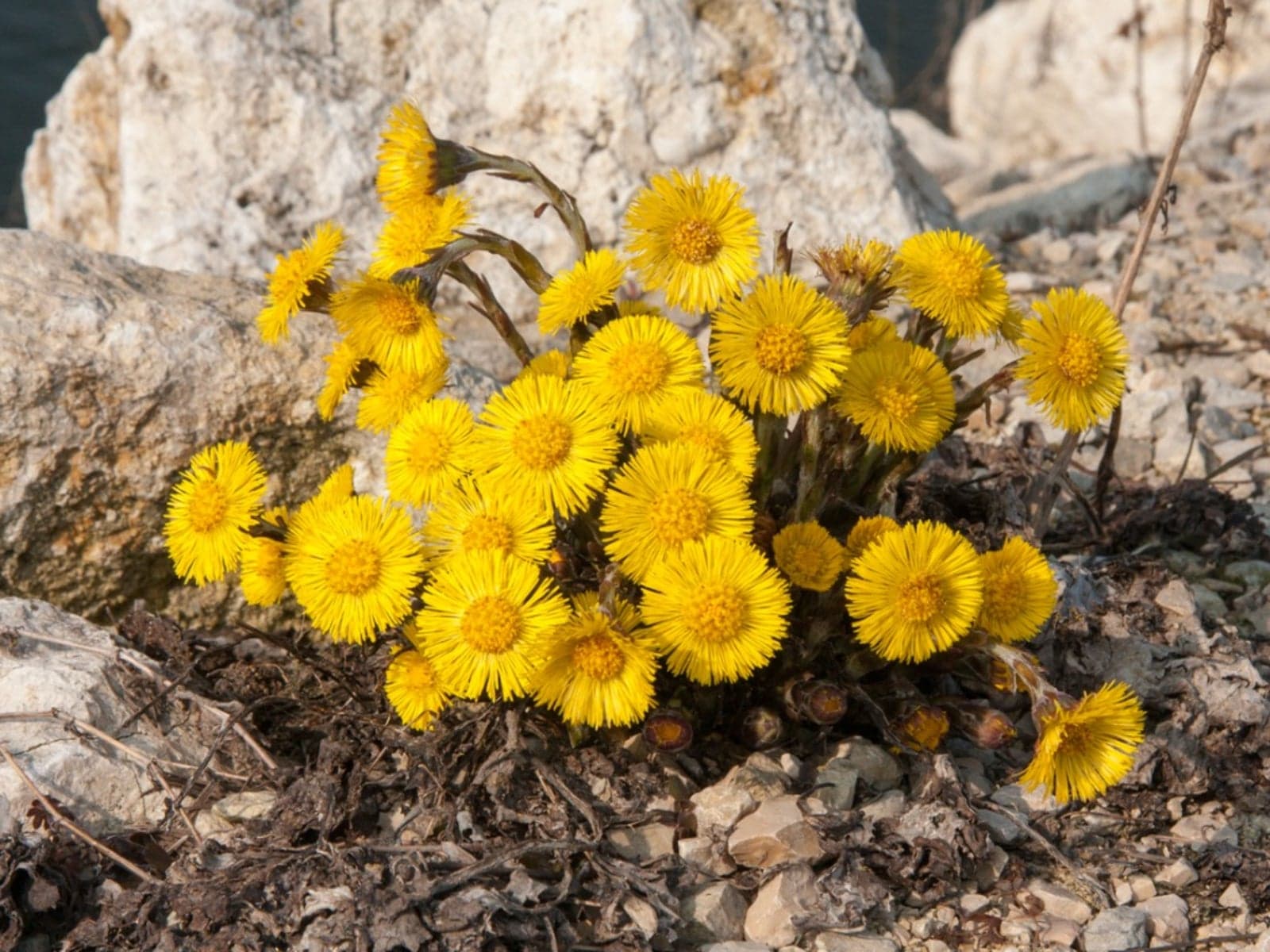 Coltsfoot — Herbs illustration