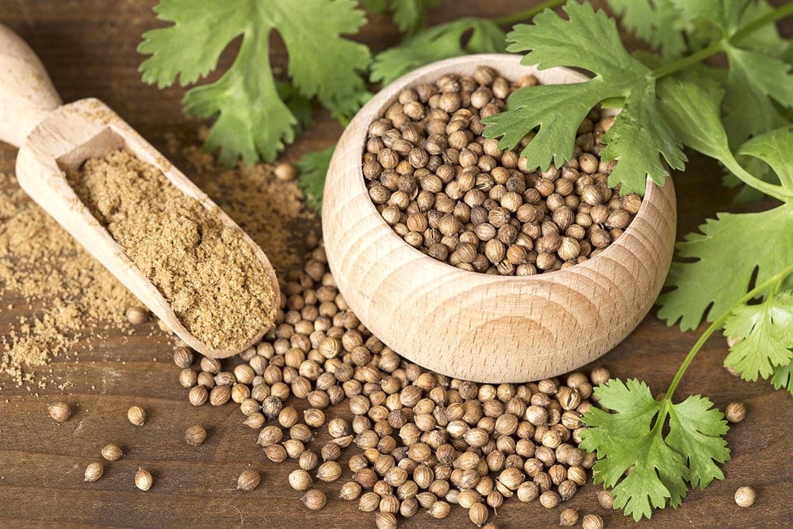 Coriander — Herbs illustration