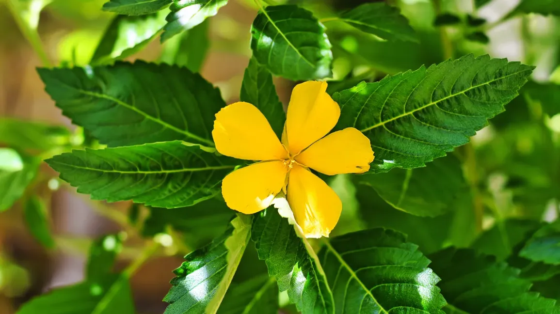 Damiana — Herbs illustration