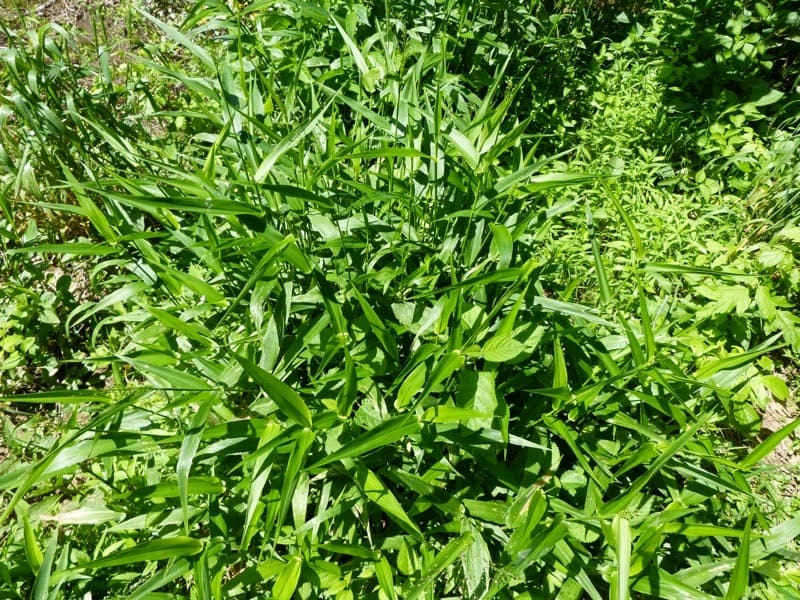 Deerstongue — Herbs illustration